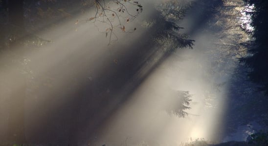 fog-forest-nature-69825