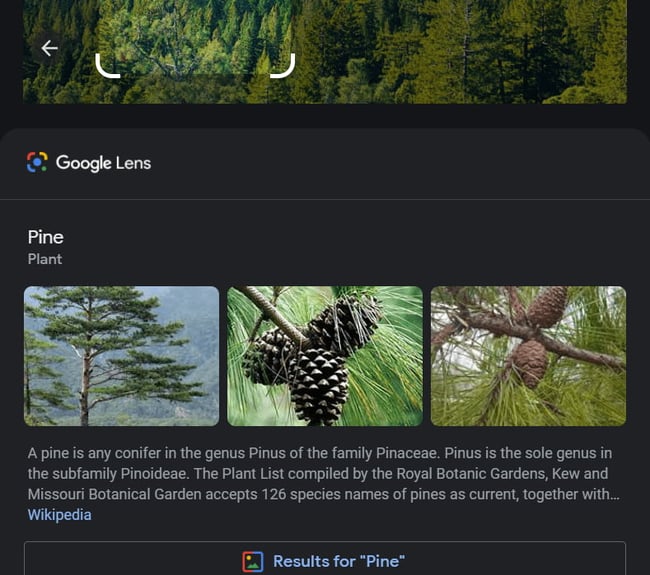 google lens providing snippet from wikipedia on pine trees based on selected portion of image