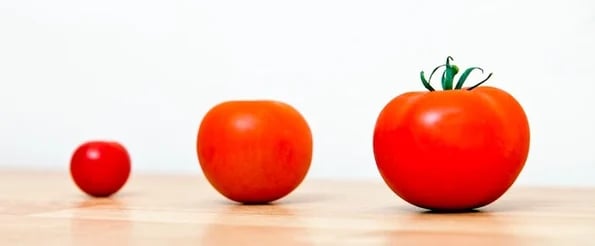 growth tools: image shows tomatoes of various sizes