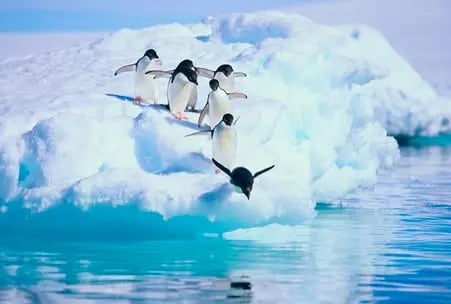 how to keep up with seo trends: image shows penguins jumping into water