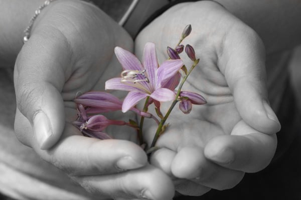 Grayscaled photo taken on mobile camera with color blocking to reveal purple flower in woman's hand