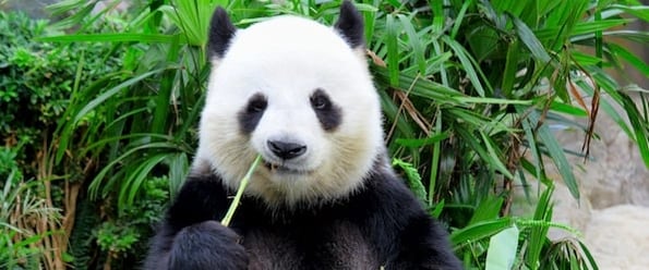 Google algorithm changes: image shows a panda eating bamboo