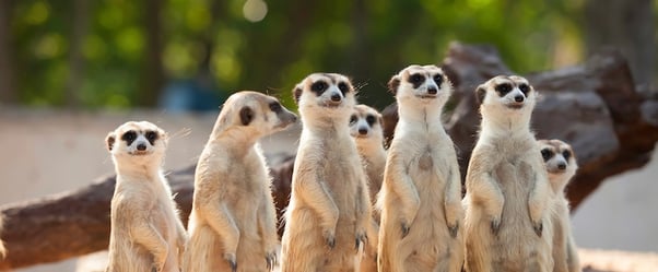 5 Creative Ways to Use Meerkat or Periscope In Your Marketing [SlideShare]