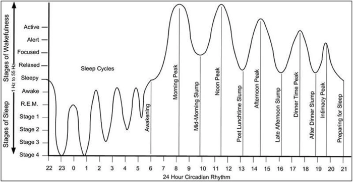 Sleep_Cycles_Chart.png