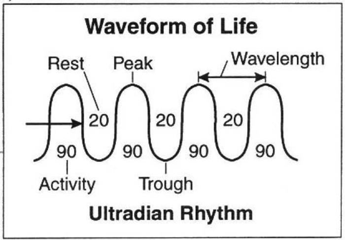 Waveform_of_Ultradian_Rhythm.png
