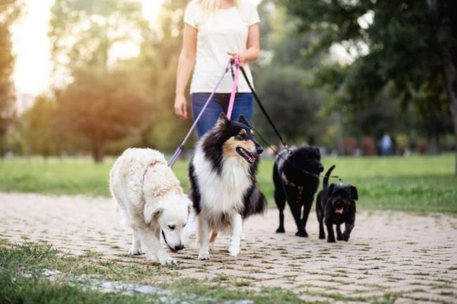 small business idea example: pet sitter