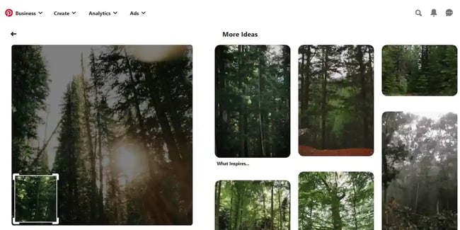 how to reverse image search: portion of forest image selected to find similar images in pinterest
