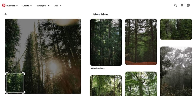 portion of forest image selected to find similar images in pinterest