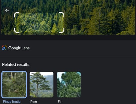related results include pinus brutia and fir trees based on selected portion of image in Google Lens-1