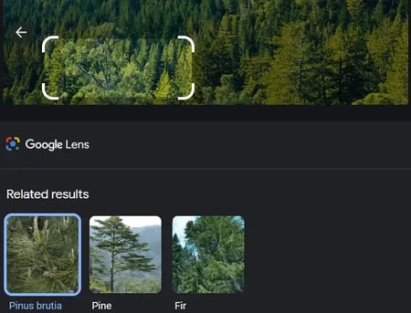 how to reverse image search: related results include pinus brutia and fir trees based on selected portion of image in Google Lens