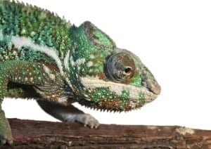 dynamic calls-to-action: image shows chameleon on tree