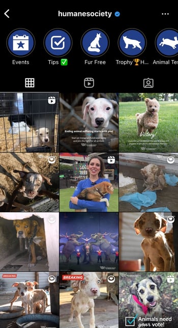 the humane society, instagram feed, social media for nonprofits