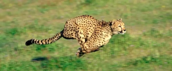 tips to get through to-do list faster: image shows a cheetah running
