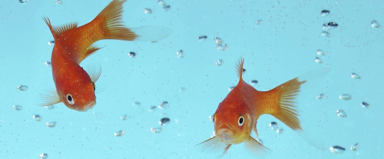 How to Market to Goldfish: What Decreasing Attention Spans Mean for  Marketers [Infographic]