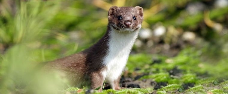 11 Weasel Words to Avoid in Conversation at All Costs