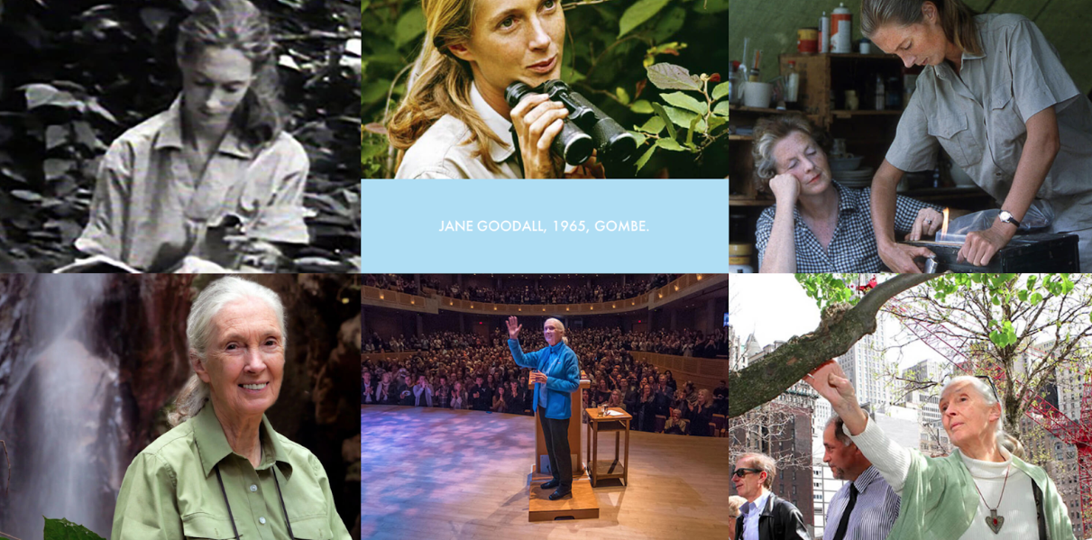 WordPress website examples, Jane Goodall Institute