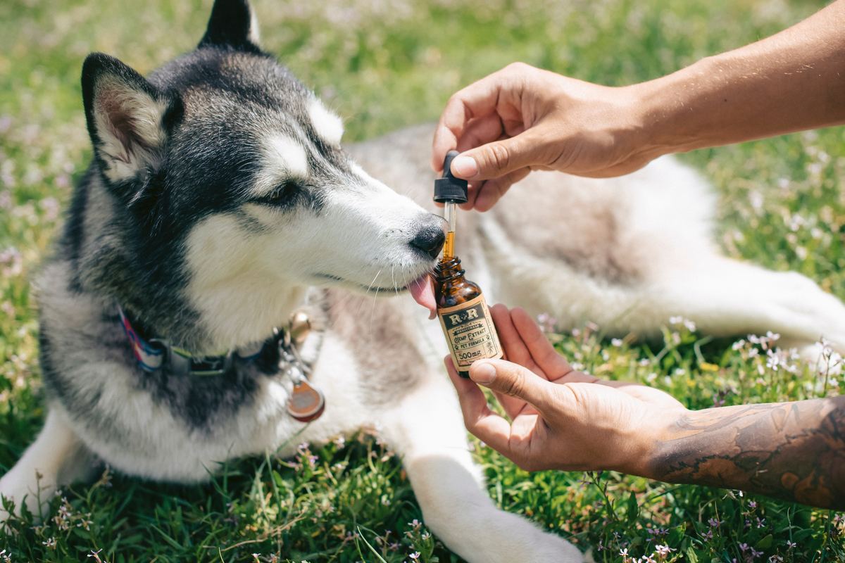 Trends Revealed: 21st century catnip -- The rise of CBD for pets