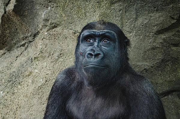 gorilla.png